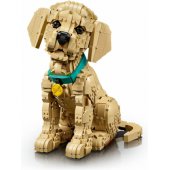 11384 Golden Retriever Puppy