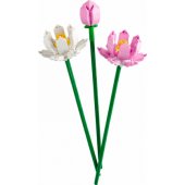 Lotus Flowers 40647