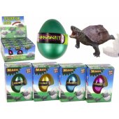 Hatching Magic Turtle Egg Growing 6 cm.