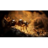 Empire of Ants for PS5