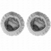 W110-T Grey Pads