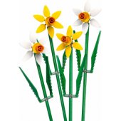 Daffodils 40747