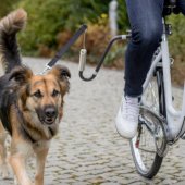 Trixie Bicycle set with leash, for medium and large dogs, graphite